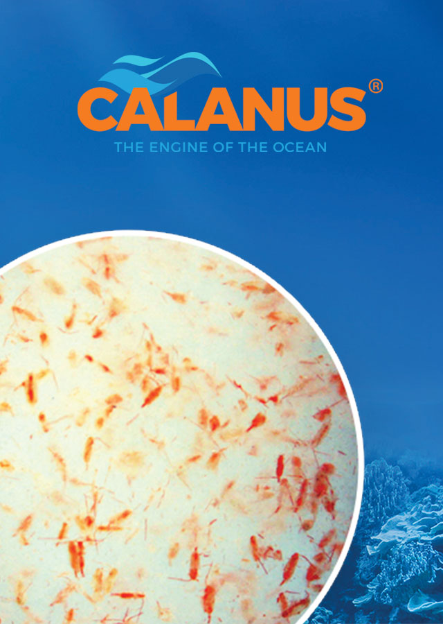 Calanus